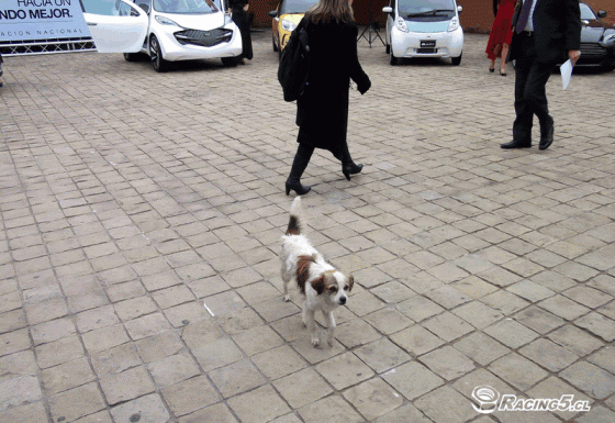 DOG8