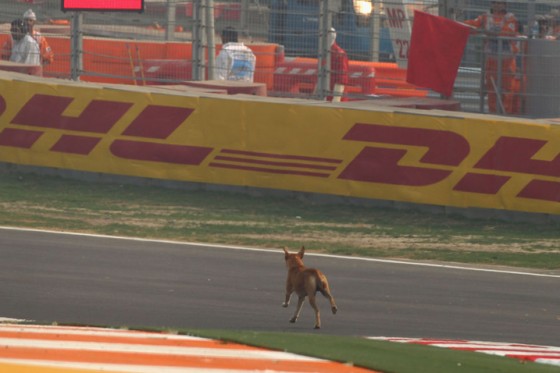 Dogs on the track