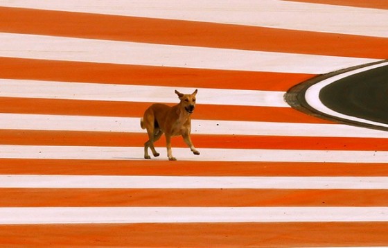 dog on track india